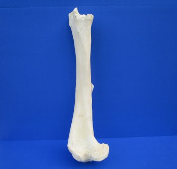 23-1/2 inches African Giraffe Tibia Leg Bone for $99.99