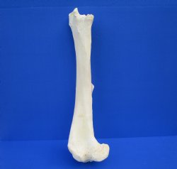 23-1/2 inches African Giraffe Tibia Leg Bone for $99.99