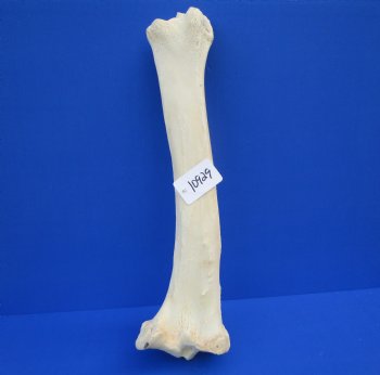 23-1/2 inches African Giraffe Tibia Leg Bone for $99.99