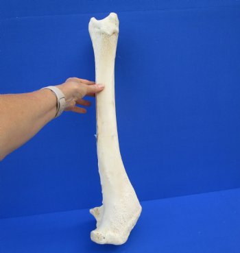 23-1/2 inches African Giraffe Tibia Leg Bone for $99.99