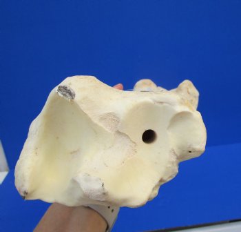 23-1/2 inches African Giraffe Tibia Leg Bone for $99.99