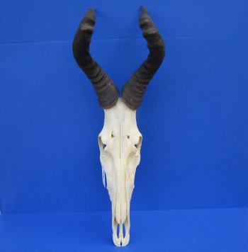 Authentic Male Red Hartebeest Skull with 19 and 20 inches Horns for $109.99 <font color=red> Nice Skull - Has Discoloration</font>