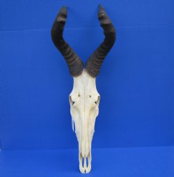 Authentic Male Red Hartebeest Skull with 19 and 20 inches Horns for $119.99 <font color=red> Nice Skull - Has Discoloration</font>