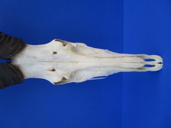 Authentic Male Red Hartebeest Skull with 19 and 20 inches Horns for $109.99 <font color=red> Nice Skull - Has Discoloration</font>