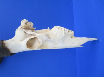 Authentic Male Red Hartebeest Skull with 19 and 20 inches Horns for $109.99 <font color=red> Nice Skull - Has Discoloration</font>