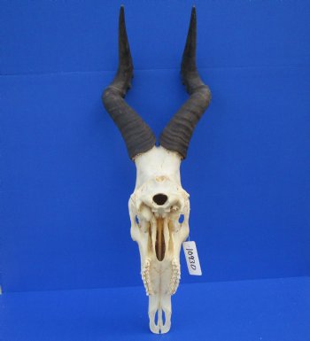 Authentic Male Red Hartebeest Skull with 19 and 20 inches Horns for $109.99 <font color=red> Nice Skull - Has Discoloration</font>