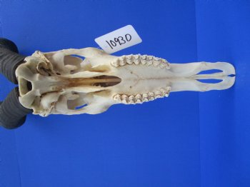 Authentic Male Red Hartebeest Skull with 19 and 20 inches Horns for $109.99 <font color=red> Nice Skull - Has Discoloration</font>