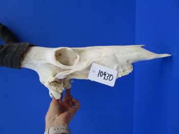 Authentic Male Red Hartebeest Skull with 19 and 20 inches Horns for $109.99 <font color=red> Nice Skull - Has Discoloration</font>