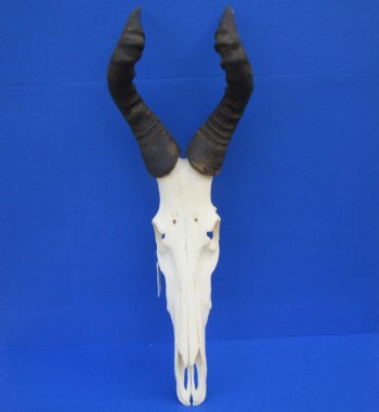 Male Red Hartebeest Skull with 19 and 19-1/2 inches Horns for $109.99 <font color=red> Good Quality</font>