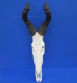 Male Red Hartebeest Skull with 19 and 19-1/2 inches Horns for $119.99 <font color=red> Good Quality</font>