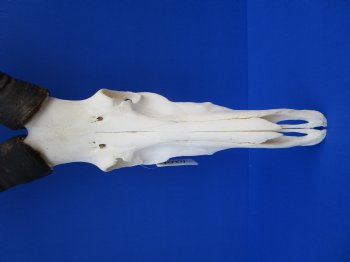 Male Red Hartebeest Skull with 19 and 19-1/2 inches Horns for $109.99 <font color=red> Good Quality</font>