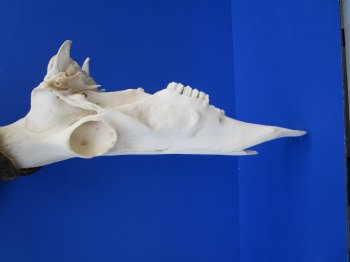 Male Red Hartebeest Skull with 19 and 19-1/2 inches Horns for $109.99 <font color=red> Good Quality</font>