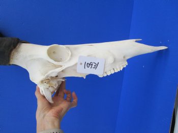 Male Red Hartebeest Skull with 19 and 19-1/2 inches Horns for $109.99 <font color=red> Good Quality</font>