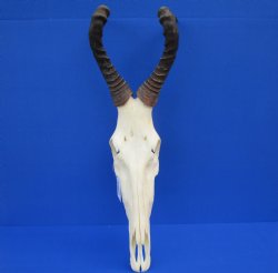 Female Red Hartebeest Skull with 16 inches horns <font color=red> Grade A</font> for $119.99