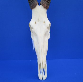 Female Red Hartebeest Skull with 16 inches horns <font color=red> Grade A</font> for $109.99