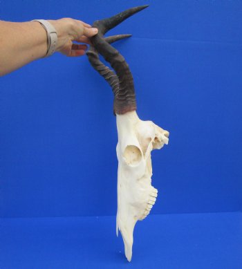 Female Red Hartebeest Skull with 16 inches horns <font color=red> Grade A</font> for $109.99