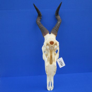 Female Red Hartebeest Skull with 16 inches horns <font color=red> Grade A</font> for $109.99