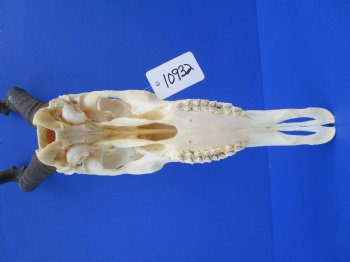 Female Red Hartebeest Skull with 16 inches horns <font color=red> Grade A</font> for $109.99