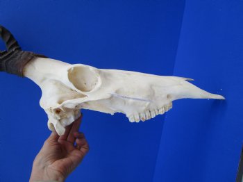 Female Red Hartebeest Skull with 16 inches horns <font color=red> Grade A</font> for $109.99