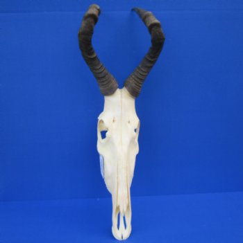 Female Red Hartebeest Skull with 16 inches horns <font color=red> Grade A</font> for $109.99