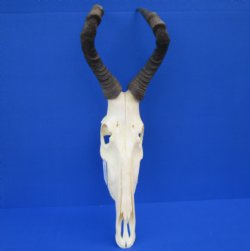 Female Red Hartebeest Skull with 16 inches horns <font color=red> Grade A</font> for $119.99
