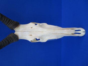 Female Red Hartebeest Skull with 16 inches horns <font color=red> Grade A</font> for $109.99