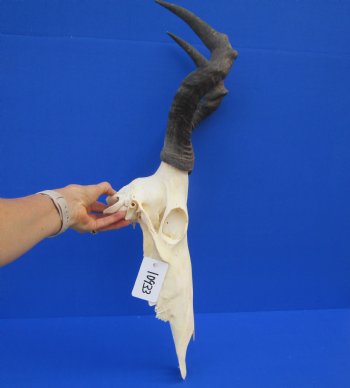 Female Red Hartebeest Skull with 16 inches horns <font color=red> Grade A</font> for $109.99