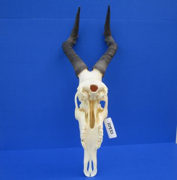 Female Red Hartebeest Skull with 16 inches horns <font color=red> Grade A</font> for $109.99