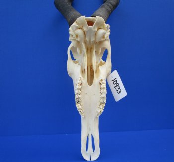 Female Red Hartebeest Skull with 16 inches horns <font color=red> Grade A</font> for $109.99