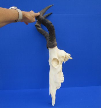 Female Red Hartebeest Skull with 16 inches horns <font color=red> Grade A</font> for $109.99