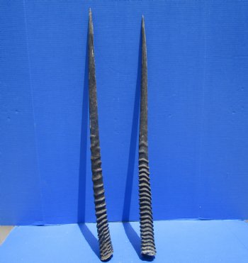 Two African Gemsbok Horns, Oryx Horns 31-1/2 and 32-1/4 inches for $30.00 each