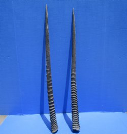 Two African Gemsbok Horns, Oryx Horns 31-1/2 and 32-1/4 inches for $30.00 each