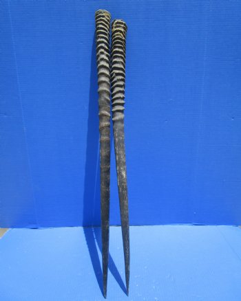 Two African Gemsbok Horns, Oryx Horns 31-1/2 and 32-1/4 inches for $30.00 each