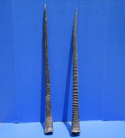 Two African Gemsbok Horns, Oryx Horns 32 and 32-3/4 inches for $30.00 each