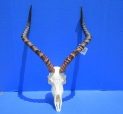 African Impala Skull with 21-3/4 and 22 inches Horns for $99.99