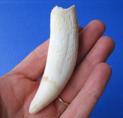 3-3/4 inches Large Authentic Alligator Tooth for Sale for $24.99