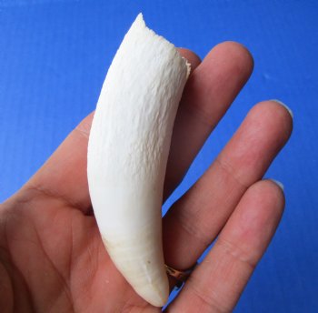 3-3/4 inches Large Authentic Alligator Tooth for Sale for $24.99