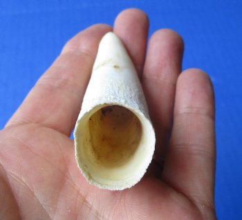 3-3/4 inches Large Authentic Alligator Tooth for Sale for $24.99