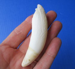 3-1/2 inches Large Authentic Alligator Tooth for Sale for $24.99