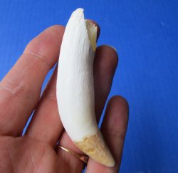 3-1/2 inches Large Authentic Alligator Tooth for Sale for $24.99