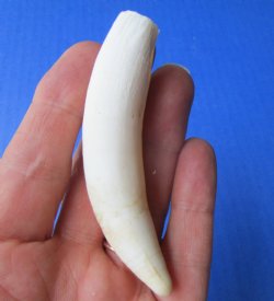3-5/8 inches Large Authentic Alligator Tooth for Sale for $24.99