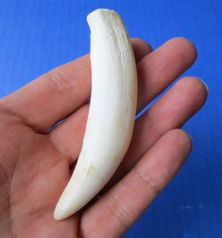 3-5/8 inches Large Authentic Alligator Tooth for Sale for $24.99