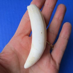 3-1/2 inches Real Gator Tooth for Sale for $24.99
