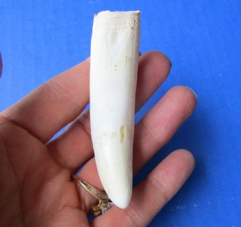 3-1/2 inches Real Gator Tooth for Sale for $24.99