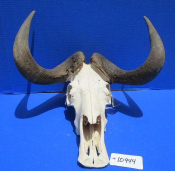 18 inches wide Discount Male Black Wildebeest Skull with Horns <font color=red> Hole in Top of Skull and in Horn</font> for $89.99