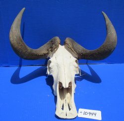 18 inches wide Discount Male Black Wildebeest Skull with Horns <font color=red> Hole in Top of Skull and in Horn</font> for $89.99