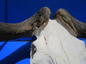 18 inches wide Discount Male Black Wildebeest Skull with Horns <font color=red> Hole in Top of Skull and in Horn</font> for $89.99