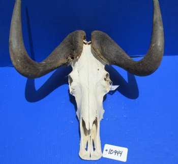 18 inches wide Discount Male Black Wildebeest Skull with Horns <font color=red> Hole in Top of Skull and in Horn</font> for $89.99