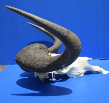 18 inches wide Discount Male Black Wildebeest Skull with Horns <font color=red> Hole in Top of Skull and in Horn</font> for $89.99