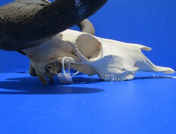 18 inches wide Discount Male Black Wildebeest Skull with Horns <font color=red> Hole in Top of Skull and in Horn</font> for $89.99